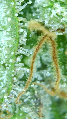 Growreport Bild 38