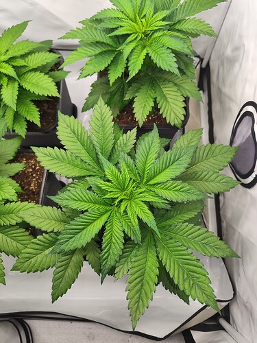Growreport Bild 7