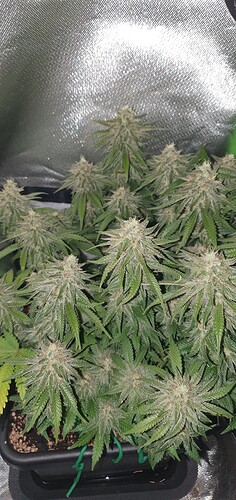 Growreport Bild 8