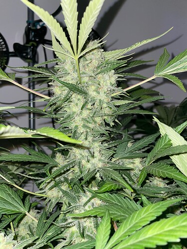 Growreport Bild 18
