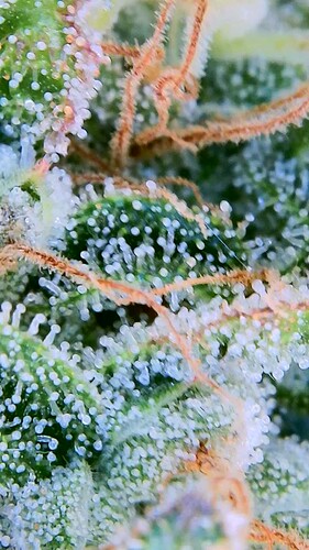 Growreport Bild 3