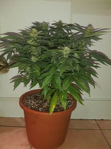 Growreport Bild 10