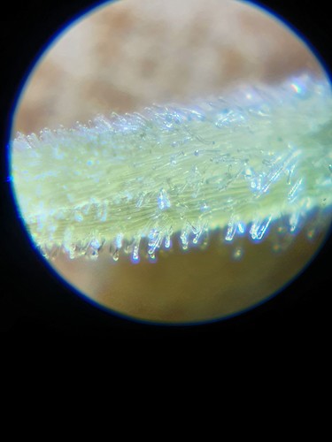 Growreport Bild 6