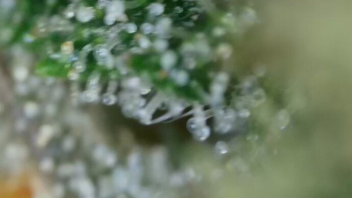 Growreport Bild 47