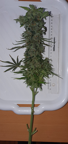 Growreport Bild 2