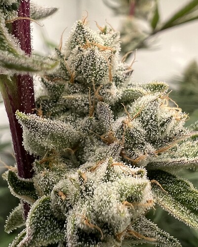 Growreport Bild 11