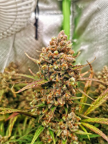 Growreport Bild 1