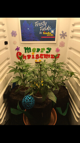 Growreport Bild 43