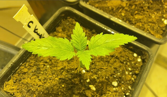 Growreport Bild 1