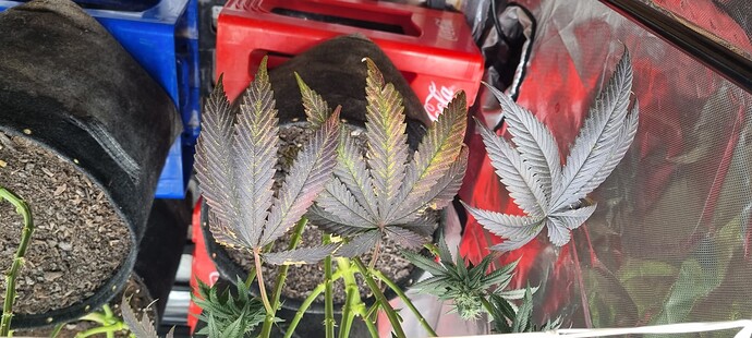 Growreport Bild 58
