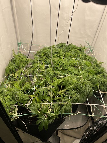 Growreport Bild 3