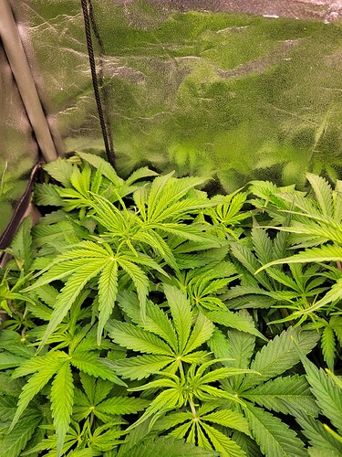 Growreport Bild 9