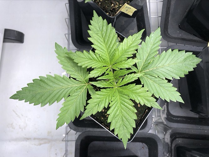 Growreport Bild 7