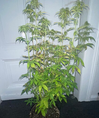Growreport Bild 1