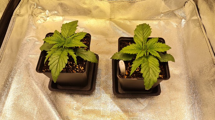 Growreport Bild 8