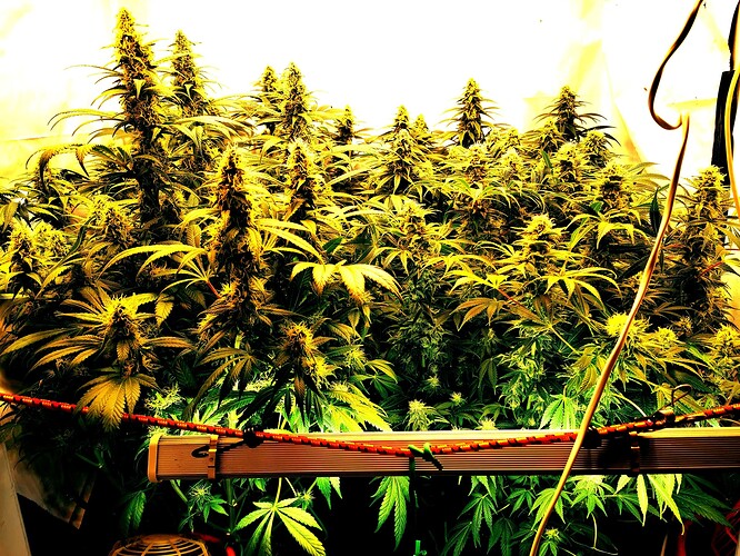 Growreport Bild 7