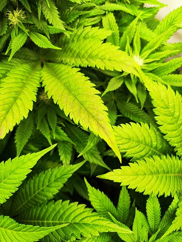 Growreport Bild 4