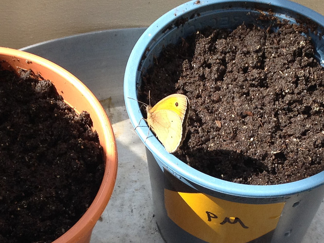 Growreport Bild 1
