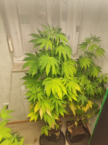 Growreport Bild 1