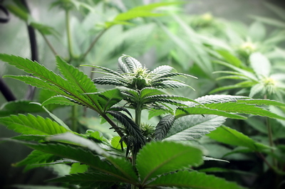 Growreport Bild 21