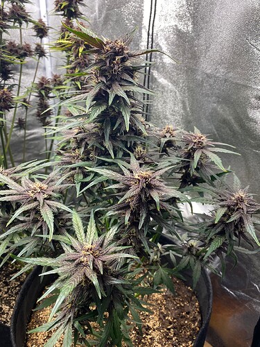 Growreport Bild 11