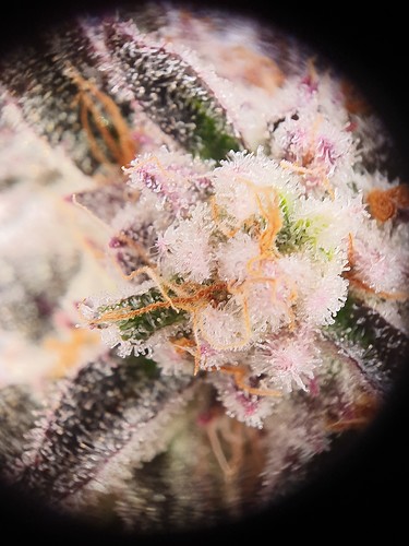 Growreport Bild 8