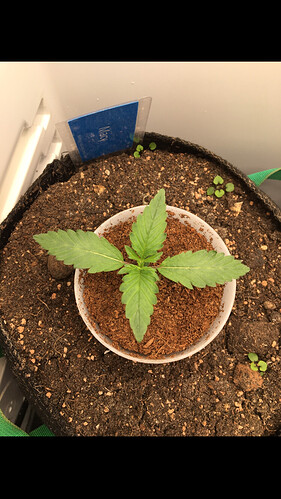 Growreport Bild 19