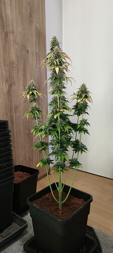Growreport Bild 1