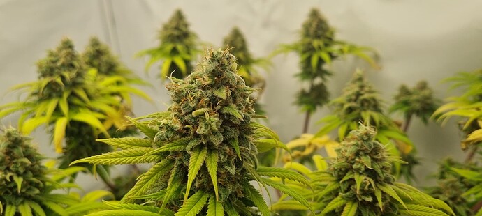Growreport Bild 7