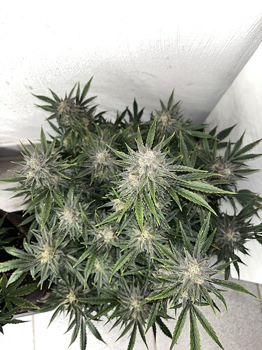 Growreport Bild 5
