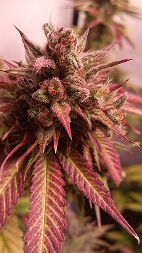 Growreport Bild 16