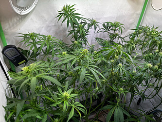 Growreport Bild 11
