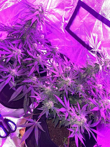 Growreport Bild 1