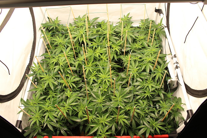 Growreport Bild 13