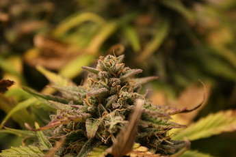 Growreport Bild 7