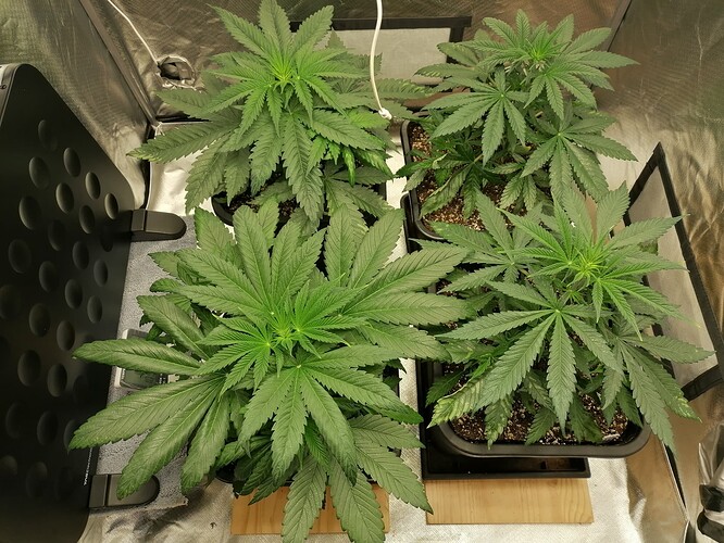 Growreport Bild 2