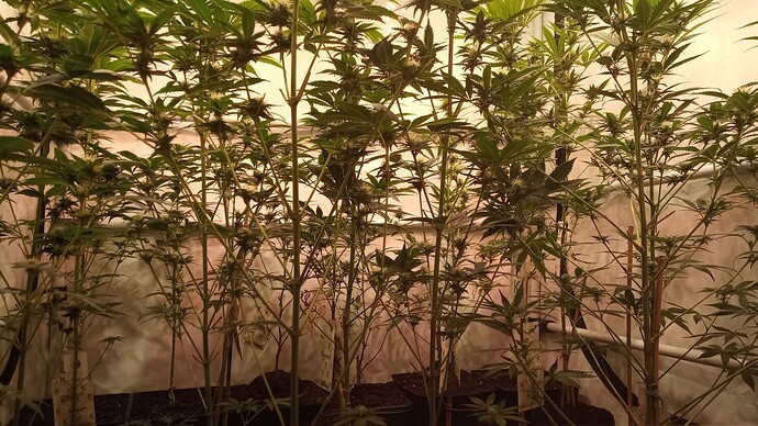 Growreport Bild 7