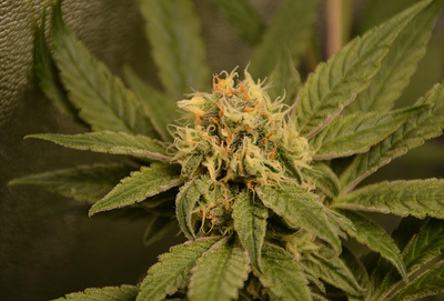 Growreport Bild 1