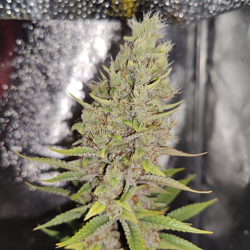 Growreport Bild 15