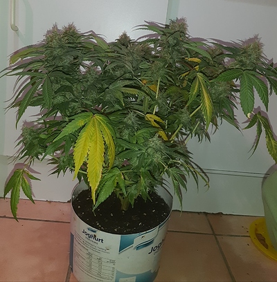 Growreport Bild 4
