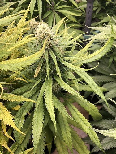 Growreport Bild 1