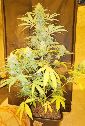 Growreport Bild 26