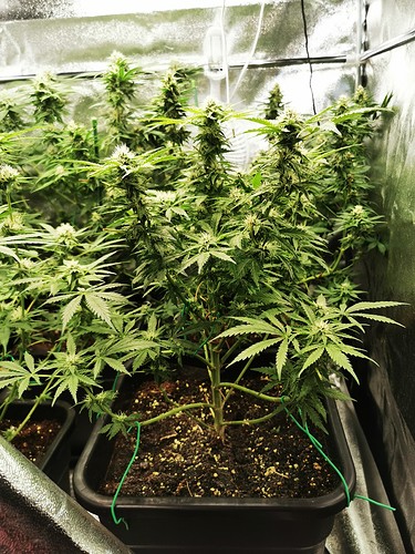Growreport Bild 5
