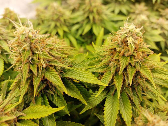 Growreport Bild 4