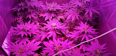Growreport Bild 5