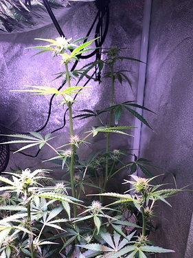 Growreport Bild 2