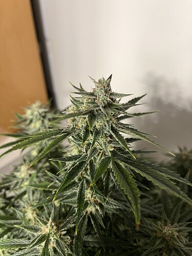 Growreport Bild 9