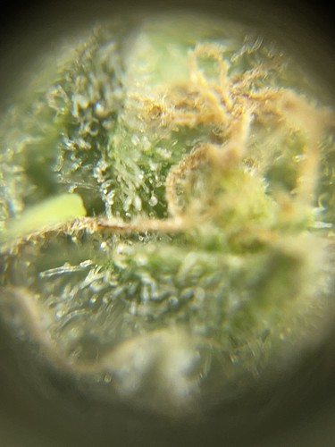Growreport Bild 15