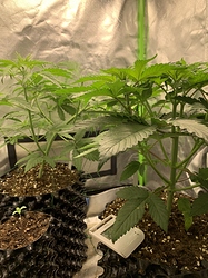 Growreport Bild 1