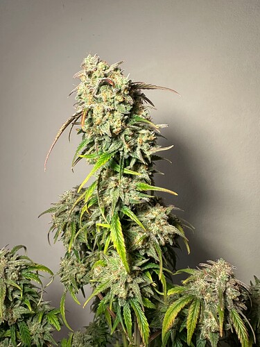 Growreport Bild 24